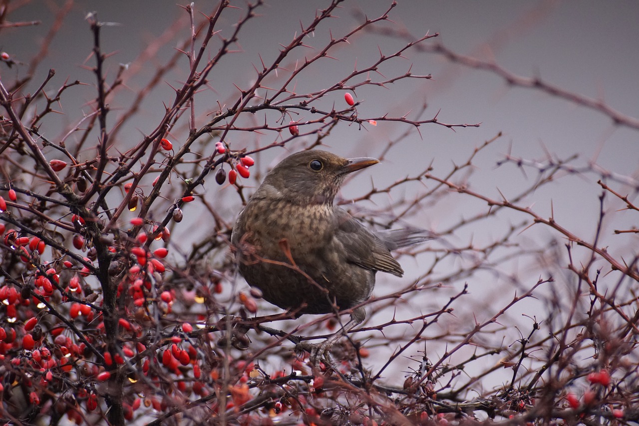 Creating a Wildlife-Friendly Backyard